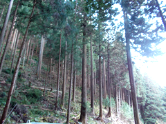 杉採り現場